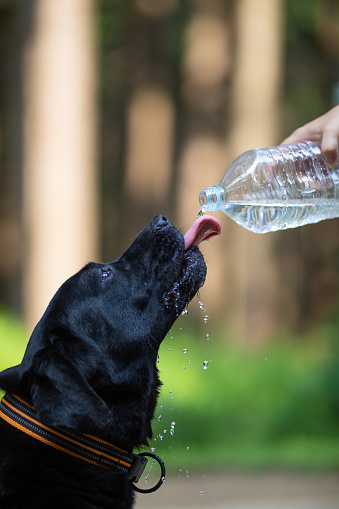 A Black Labrador dog with his tongue out slurping water from a 2L pet bottle on a hot summer day with out of focus trees background.