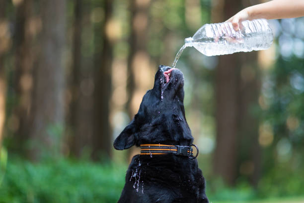 A Black Labrador dog with his tongue out slurping water from a 2L pet bottle on a hot summer day with out of focus trees background.
