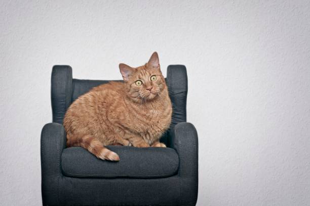 istock Cute ginger cat sitting on armchair. Horizontal image with copy space. 1331267685