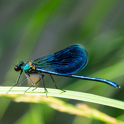 The banded demoiselle Calopteryx splendens is a species of damselfly belonging to the family Calopterygidae, a blue dragonfly is resting on the grass in the forest