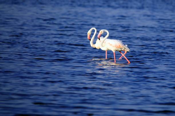 istock Wild birds in their natural world 1331268267