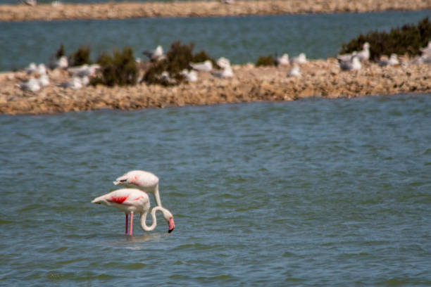 istock Wild birds in their natural world 1331268272