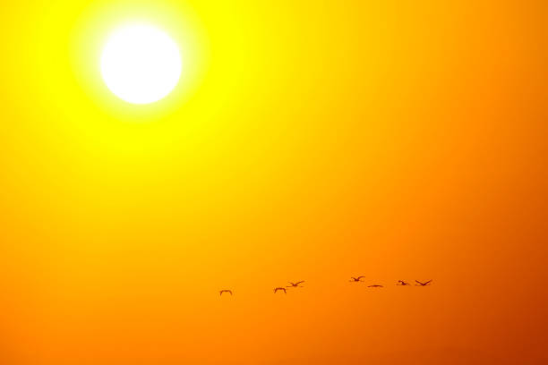 istock Wild birds in their natural world 1331268273