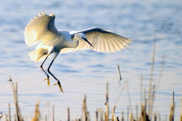 istock Wild birds in their natural world 1331268299