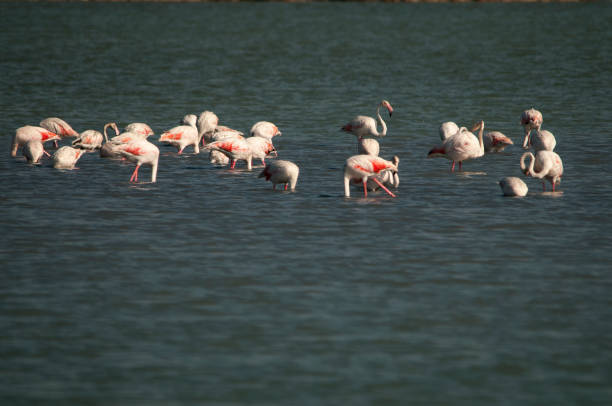 istock Wild birds in their natural world 1331268320