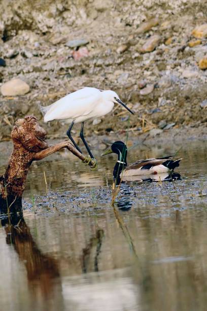 istock Wild birds in their natural world 1331268323