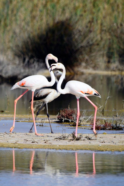istock Wild birds in their natural world 1331268329