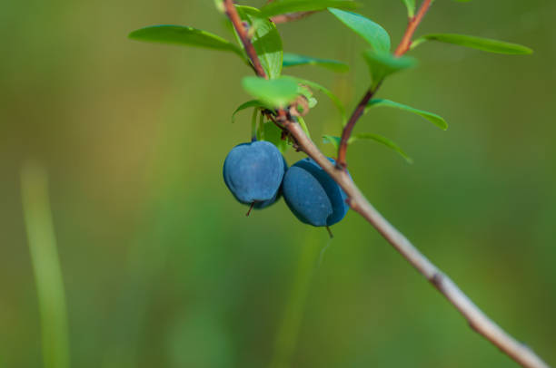 トウヒの森の中の野生のビルベリー。茂みの上に2つの熟した果実 - mulberry bush ストックフォトと画像