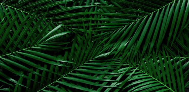 istock abstract green leaf texture, nature background, tropical leaf 1331269589