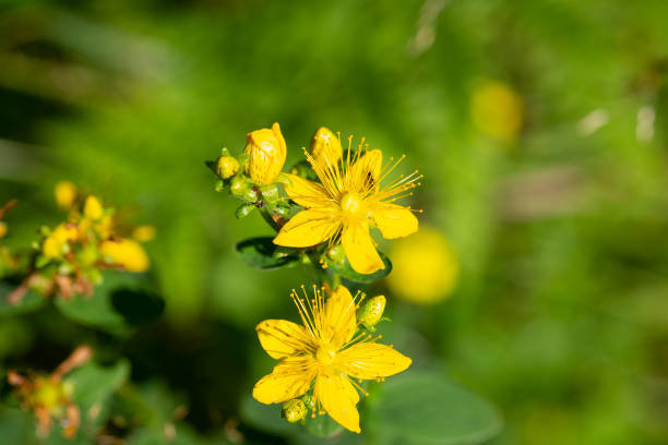 istock Flowering St John's wort Hypericum perforatum also known as Tipton's Weed, Chase-devil 1331270938
