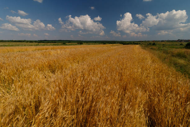 Wheat field in summer day. Beautiful summer landscape
