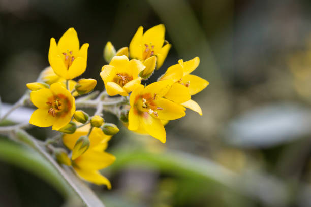 Close up yellow flowers bell shape, Lysimachia nummularia Aurea