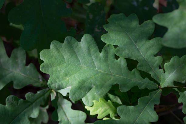 istock green oak leaf on a tree branch on a summer day 1331272044