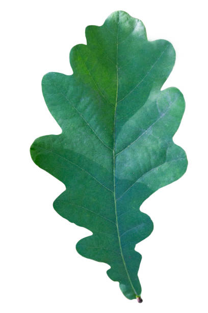 istock green oak leaf on a tree branch on a summer day 1331272071