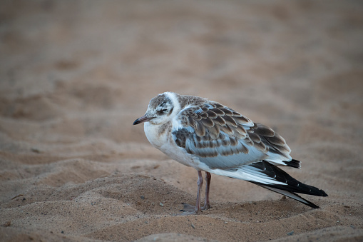 A ruffled black-headed gull chick is standing on the sand, Veliky Novgorod, Russia