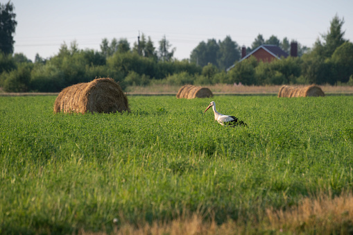 A stork is walking through a hay field, Kaluga region, Russia