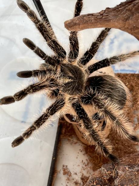 istock Giant tarantula spider, Brachypelma albopilosum, on a tree branch 1331273670