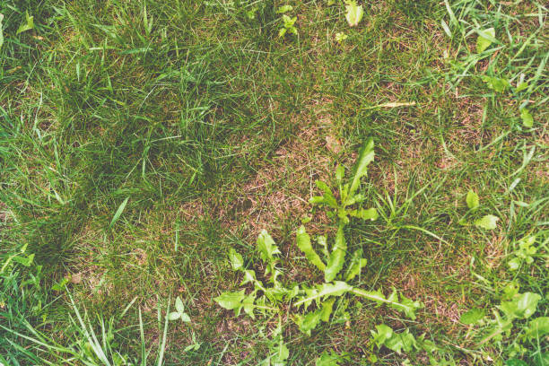 Natural green grass background, fresh lawn top view