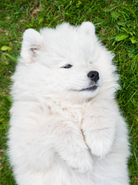 istock Samoyed puppy dog top view on the green grass 1331277978