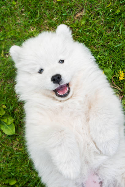 istock Samoyed puppy dog top view on the green grass 1331278056