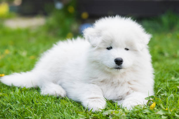 śmieszne samoyed szczeniak na zielonej trawie - spring bud horizontal color image zdjęcia i obrazy z banku zdjęć