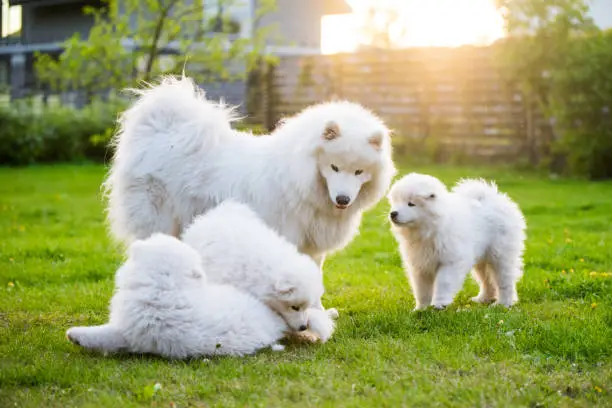Female Samoyed dog with puppies walk in the yard on the green grass
