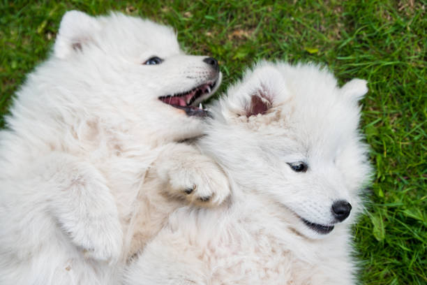 istock Funny fluffy white Samoyed puppies dogs are playing 1331278954