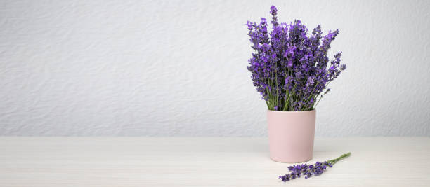 istock Fresh natural lavender in a pink cup against a white wall background. Side view, copy space, banner. 1331281403