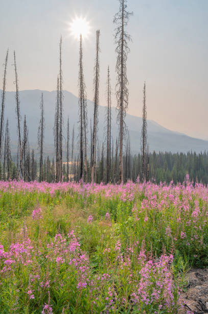 istock Fireweed in Kootenay National Park 1331281673
