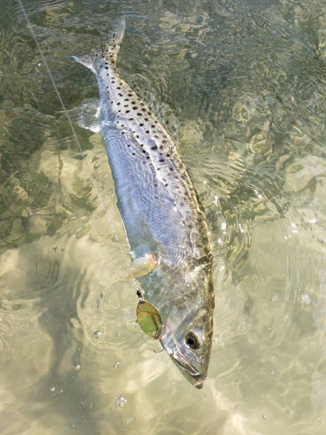 istock Speckled Seatrout 1331282161