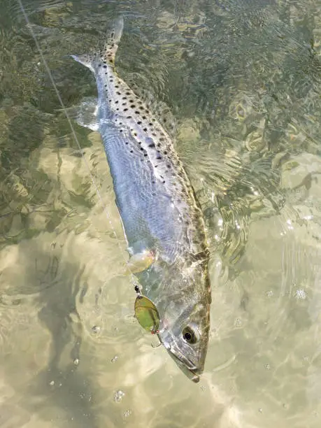 A speckled seatrout with a gold spoon in its mouth in clear water over a sandbar with seagrass in Tampa Bay, FL.