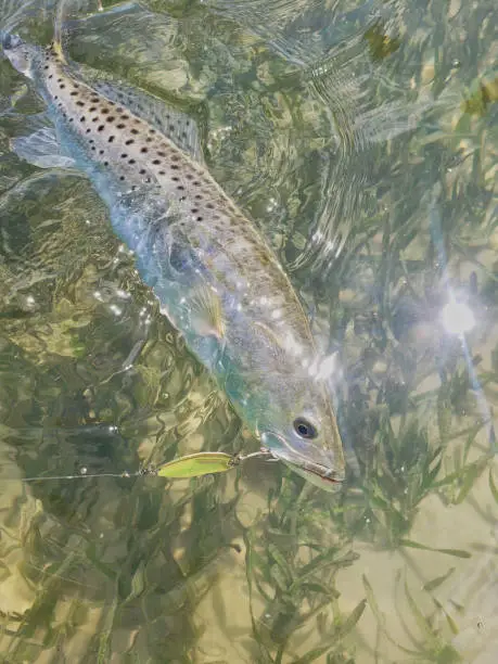 A speckled seatrout with a gold spoon in its mouth in clear water over a sandbar with seagrass in Tampa Bay, FL.
