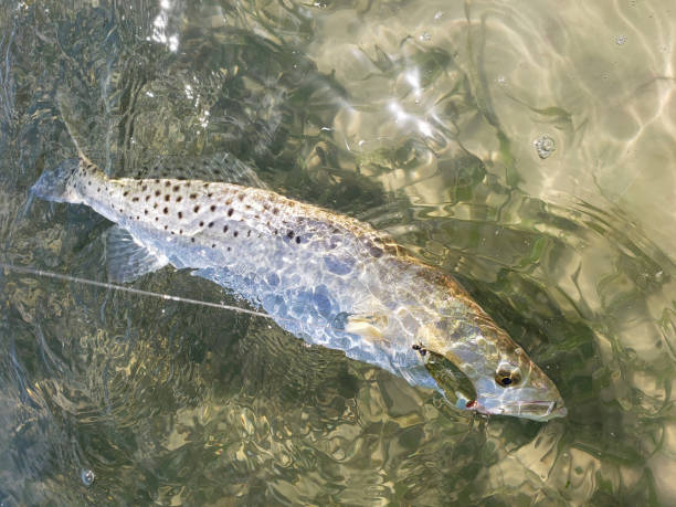 Speckled Seatrout A speckled seatrout with a gold spoon in its mouth in clear water over a sandbar with seagrass in Tampa Bay, FL. brook trout stock pictures, royalty-free photos & images