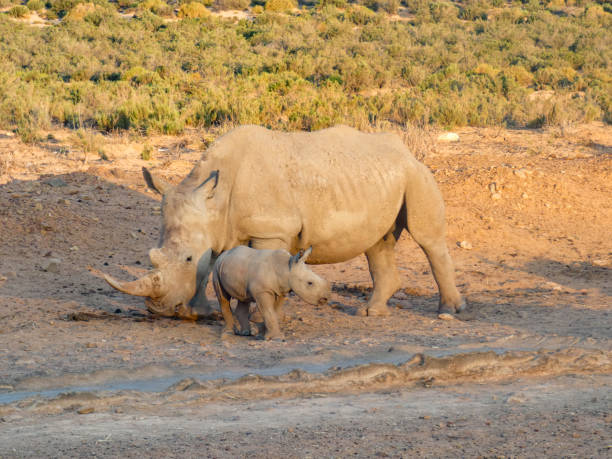 istock White Rhino Baby 1331284206