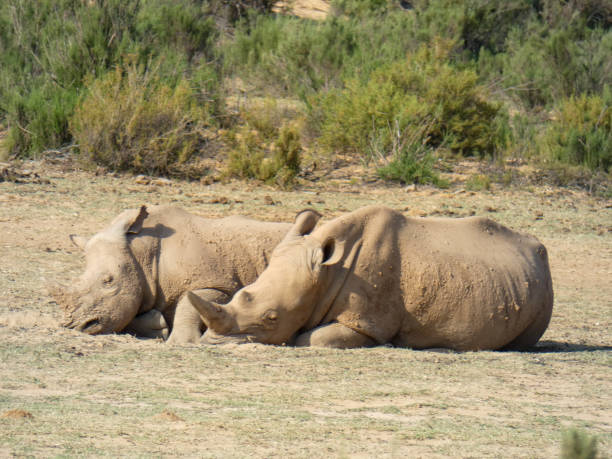 istock White Rhino Baby 1331284214