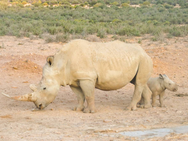 istock White Rhino Baby 1331284217