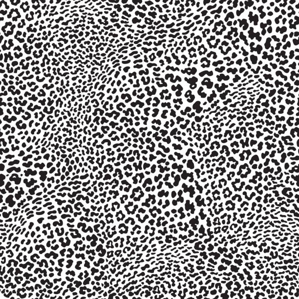 illustrazioni stock, clip art, cartoni animati e icone di tendenza di modello vettoriale animalista senza cuciture da macchie di pelle di leopardo. sfondo in bianco e nero alla moda - snow leopard