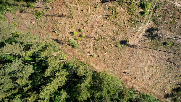 Deforestation, dead trees and forest dieback - aerial view Deforestation, dead trees and forest dieback - aerial view forest dieback stock pictures, royalty-free photos & images