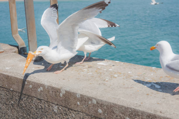 Sneaky Seeagull, Padstow A European Herring Gull (Larus argentatus) seagull eats an ice cream cone stolen from an unsuspecting tourist in the seaside port town of Padstow, Cornwall, England, UK. stealing ice cream stock pictures, royalty-free photos & images