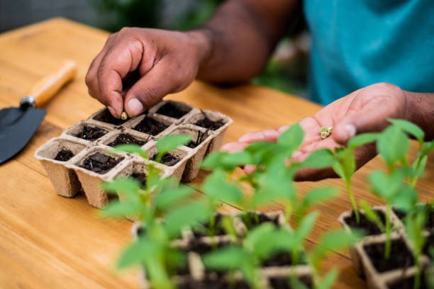 Seeding new plants in a biodegradable pot Seeding new plants in a biodegradable pot seed stock pictures, royalty-free photos & images