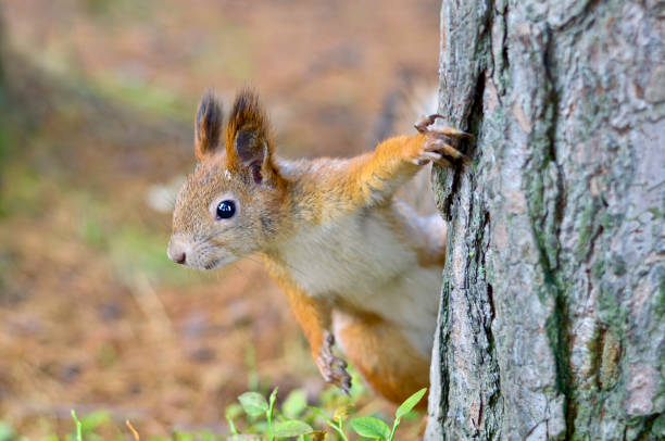 A curious squirrel looks out from behind a tree. A red squirrel peeks out from behind a tree. hiding eurasian red squirrel (sciurus vulgaris) stock pictures, royalty-free photos & images