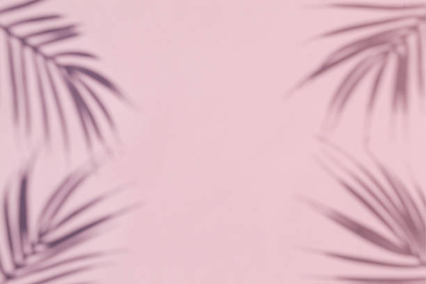 istock The shadow of a palm tree on a pink background. Minimal modern concept. 1331291322