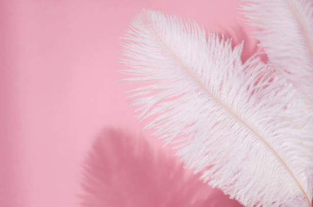 istock Modern pink background mockup with white feather and shadow. 1331291616