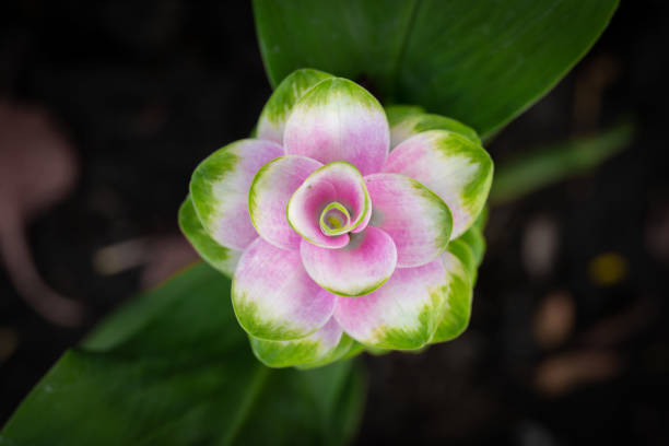 Krachiew flowers (Siam Tulip) in the garden.