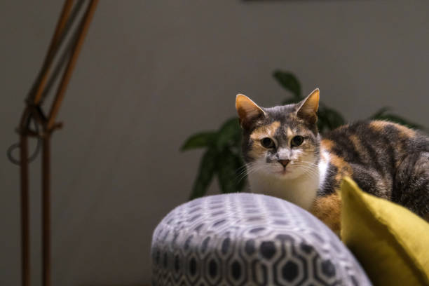 istock Cat sitting and relaxing on the sofa 1331291977