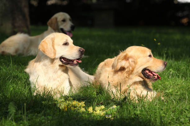 istock Amazing golden retrievers together 1331292893