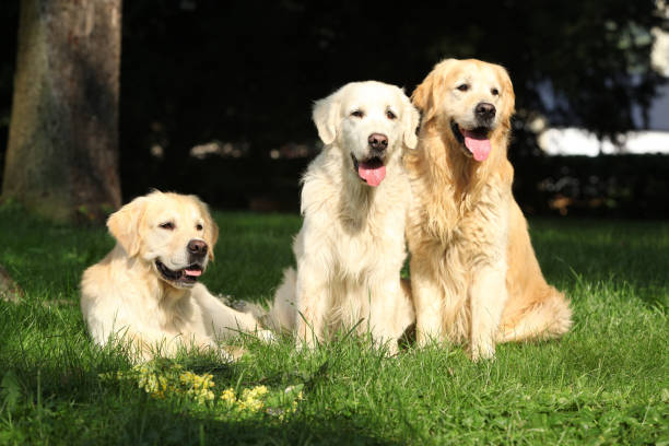 istock Nice golden retrievers lying together 1331292914