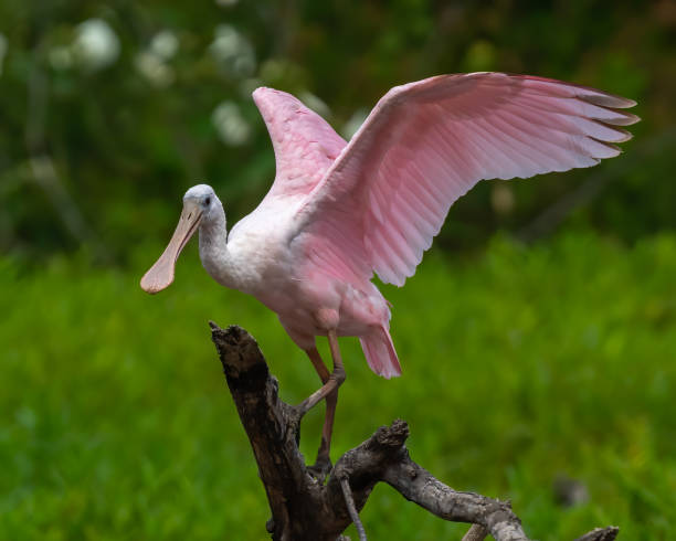 Roseate Spoonbill wading bird at Huntley Meadows Park Roseate Spoonbill wading bird at Huntley Meadows Park ding darling national wildlife refuge stock pictures, royalty-free photos & images