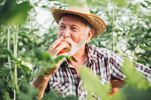 Portrait of a senior man harvesting and tasting tomato at his greenhouse.