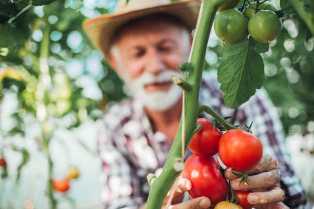 istock Senior farmer picking fresh tomatoes at his garden 1331293571